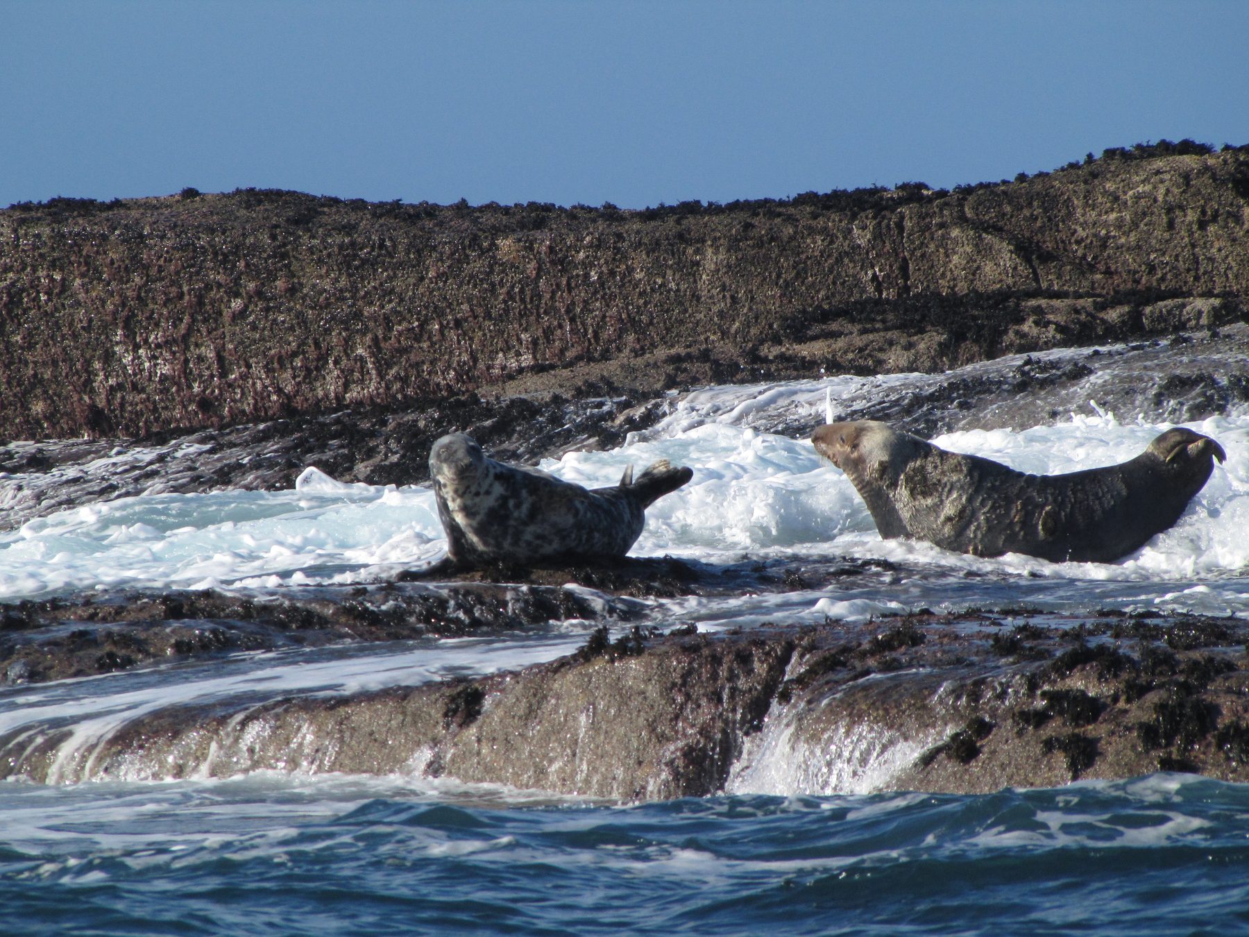 Cornish offshore habitat associated with grey seal monitoring