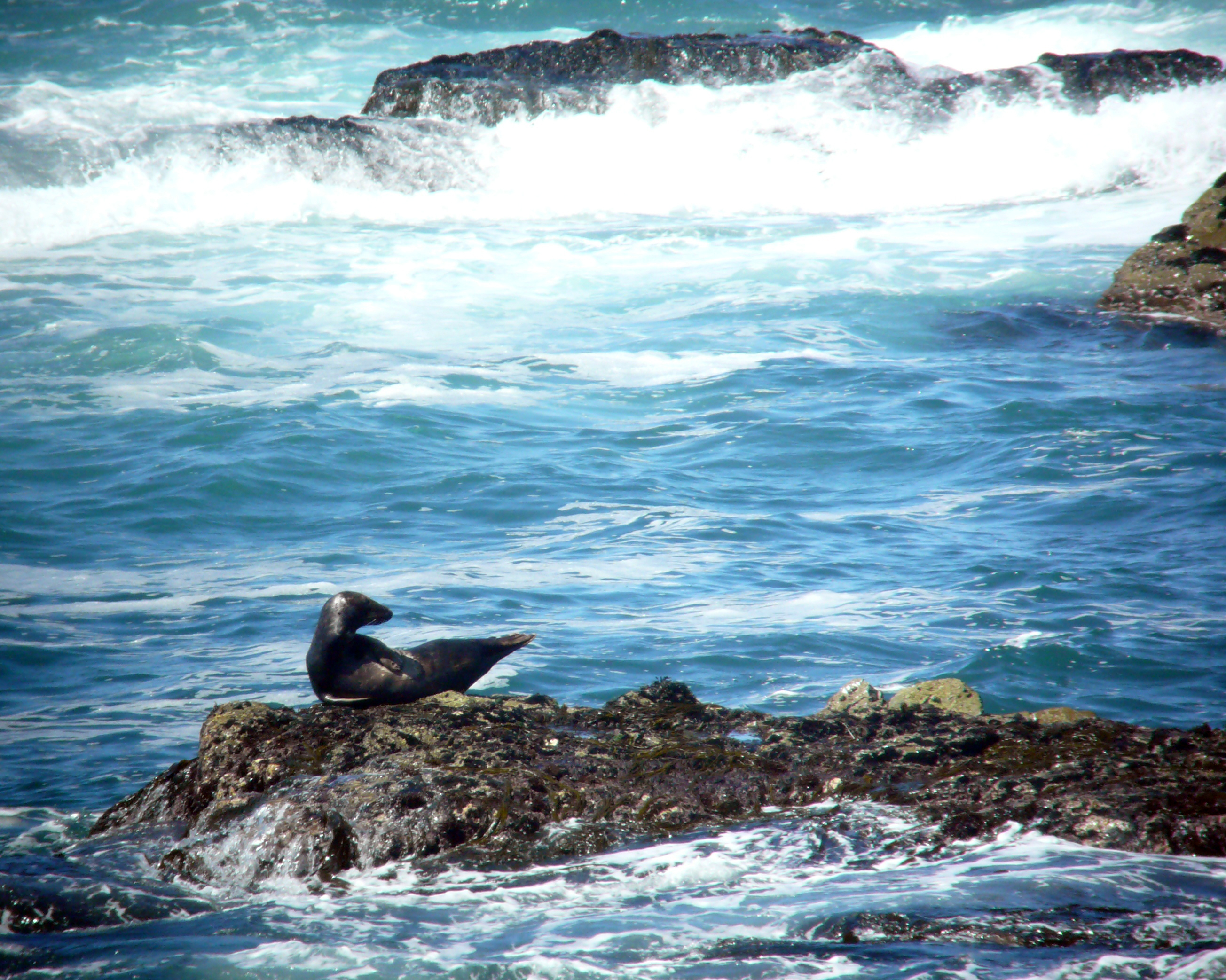 Offshore seal habitat and surrounding sea