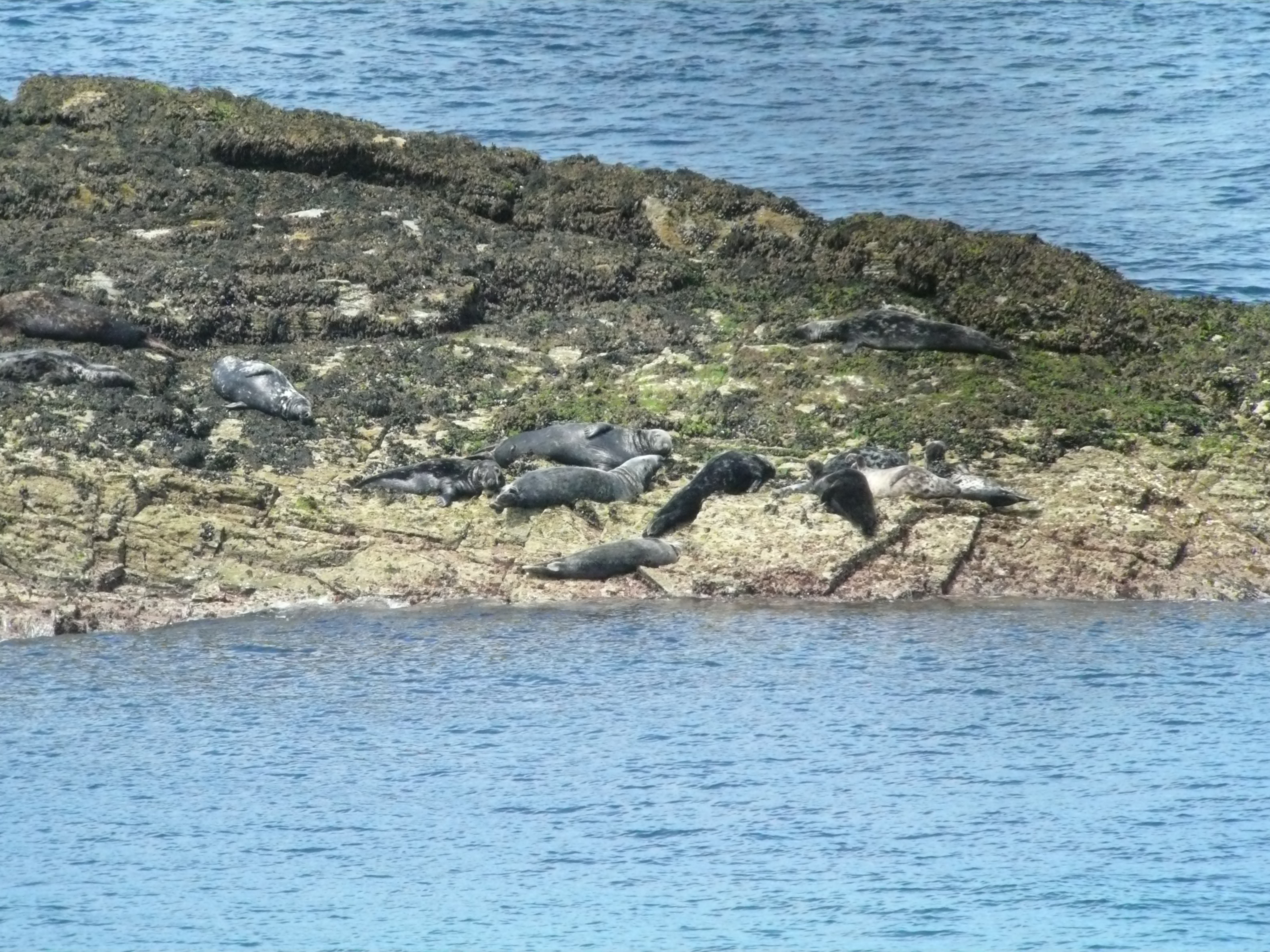 Offshore grey seal haul-out habitat