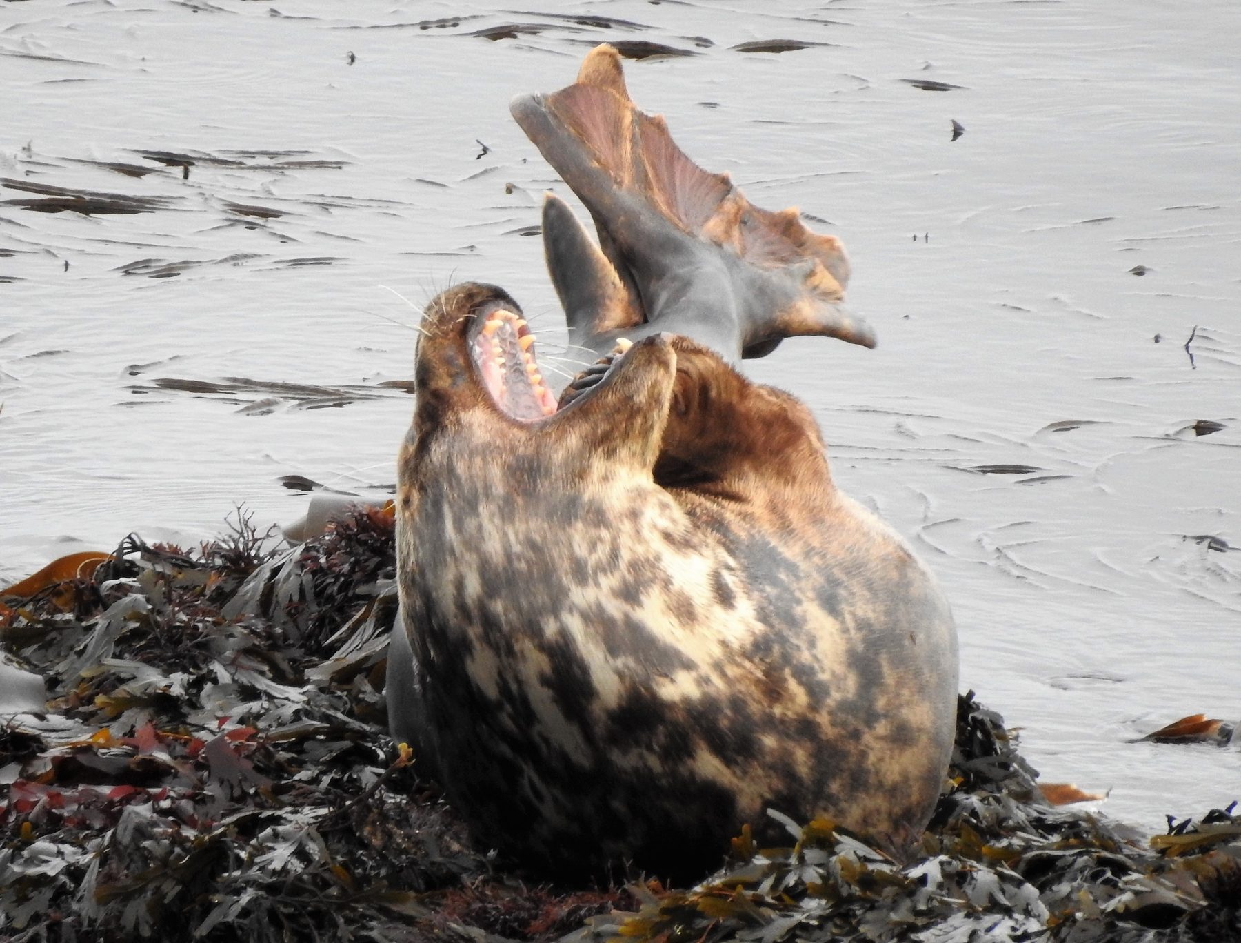 Grey seal resting on a remote Cornish beach