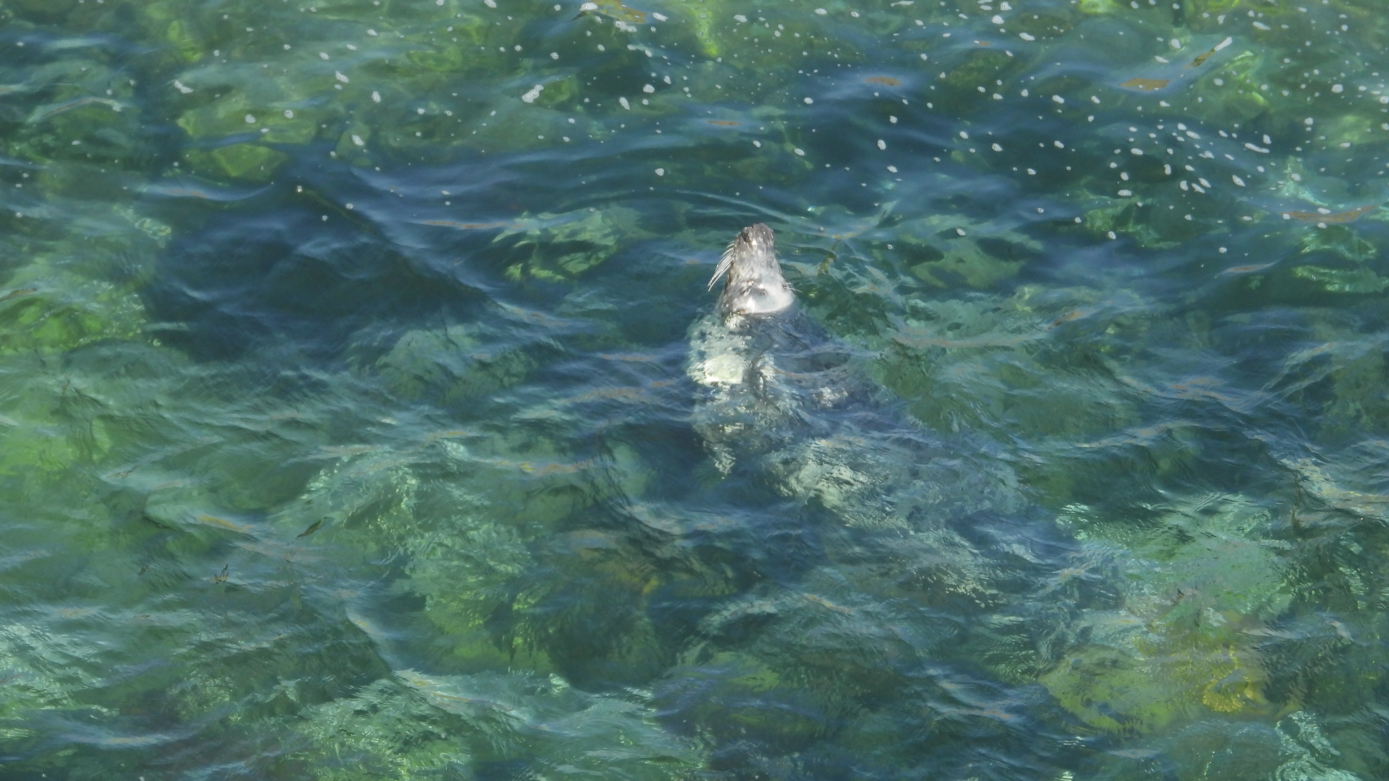 Grey seal resting near clear coastal water