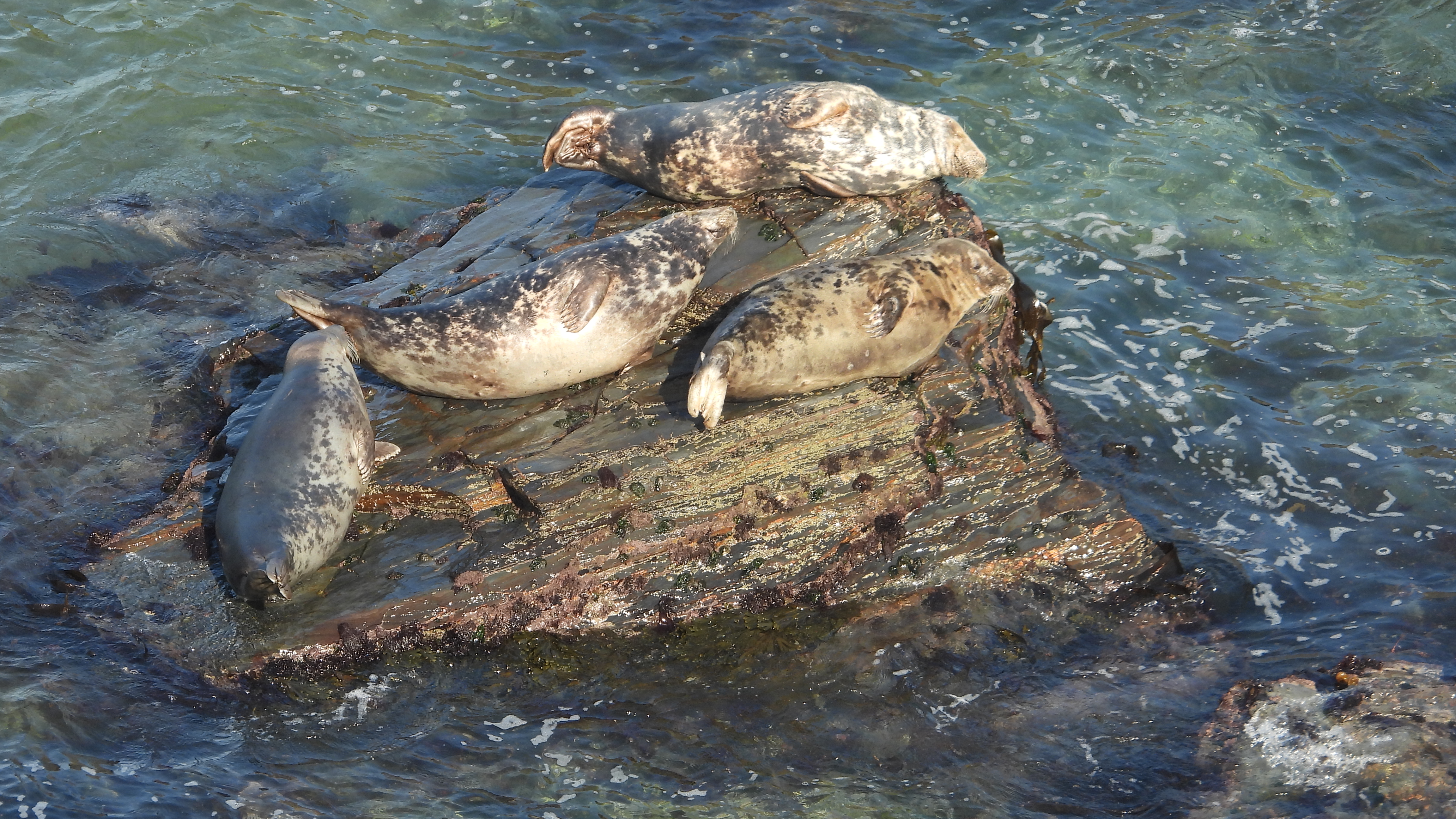 Grey seal resting in late summer light