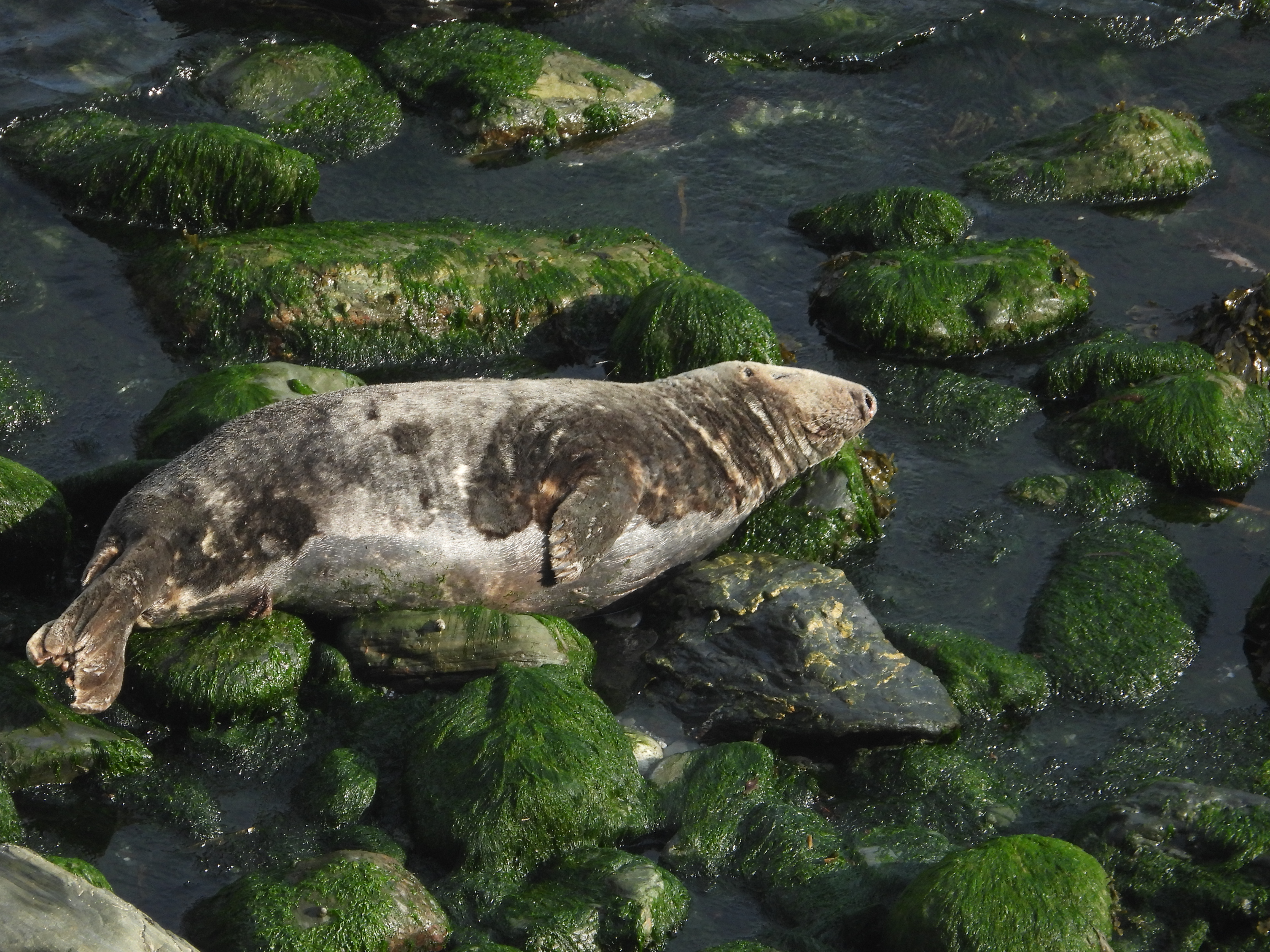 Adult male grey seal resting on green rocks